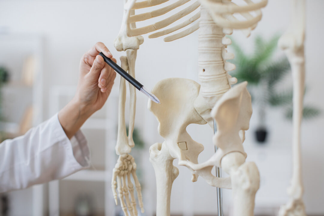 Close up of doctor indicating pelvis on skeleton model